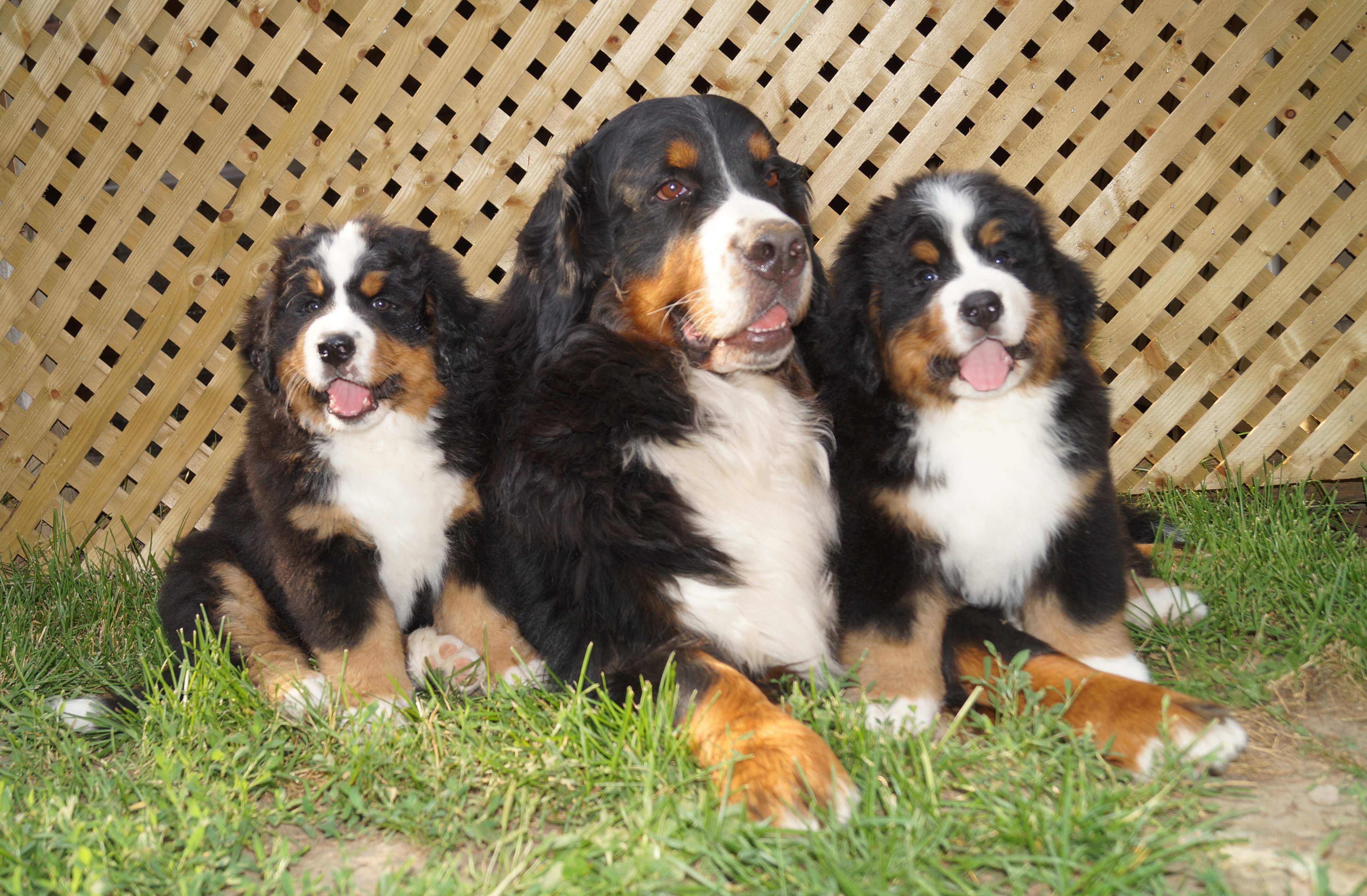 Rocky mountain hot sale bernese